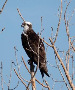 Nikon AF-P NIKKOR 70-300mm f/4.5-5.6E ED VR Fixed Zoom Digital Slr Camera Lens, Black 66 71ttw3ByWrL