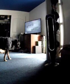 Canary Pro Indoor Home Security Camera 1080p HD WiFi IP | 24/7 Watch Live Video, Siren, Climate Monitor, Motion Alerts, Two-Way Talk, Night Vision, 10x Zoom, Private Mode, Works with Alexa and More 47 71tuHFGcfdL