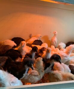 BN-LINK 7 Day Outdoor Heavy Duty Digital Programmable Timer BND/U78, 125VAC, 60Hz, Dual Outlet, Weatherproof, Heavy Duty, Accurate For Lamps Ponds Christmas Lights 1875W 1/2HP ETL Listed 42 71tzFAUK3HL