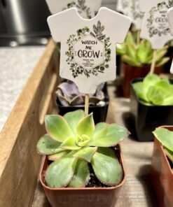 Shop Succulents Unique Succulent Plant Pack Bulk Collection - Live Mini Succulent Plants, Low Maintenance, Exceptional Colors & Textures - Wedding and Party Favors, Gift & Garden, Pack of 20 20-Pack Succulent Packs 42 71tzfJ3CQhL