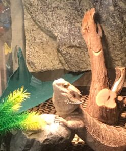 Exo Terra Background, 12-Inch by 12-Inch 12 x 12 Inches 12 71u AyfpGDL