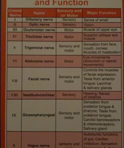 Occupational Therapy Reference Pocket Guide - Must Have OT Resource, 32 Pages OT Quick Tips for OT Student Occupational Therapist Gifts, 17 Cards Perfect Pocket Sized 3"×5" - General Adult Rehab Set 25 71u lhyMWTL