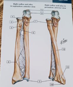 Netter's Anatomy Flash Cards (Netter Basic Science) 37 71u1HiAFnAL