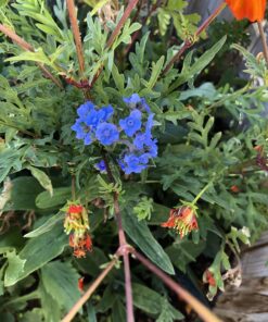 Hummingbird Nectar Wildflower Seeds Bulk Open-Pollinated Wildflower Seed Mix Packet, Non-GMO, No Fillers, Annual, Perennial Wildflower Seeds Year Round Planting - 1 oz 92 71u4bEmHV2L