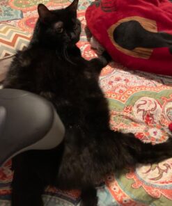 Nutramax Cosequin Joint Health Supplement for Cats - With Glucosamine and Chondroitin, 55 Capsules 32 71u5E4fRK8L