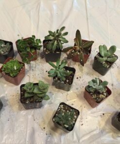 Succulent Assorted Pack- Perfect for Weddings, Party Favors, Home Gardens, and Social Events by Jiimz (15 Pack) 69 71u5SSKk5ML