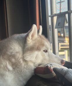 Pet MD Dog Breath Freshener Dental Wipes for Dogs - Tartar and Plaque Remover for Teeth Cleaning - Fresh Apple & Mint Scent Bad Breath Treatment for Dogs - 100 Count 31 71u72nbvRiL