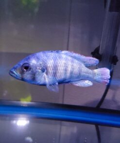 API General Cure Freshwater and Saltwater Fish Powder Medication 10-Count Box 1 15 71u76IclUyL