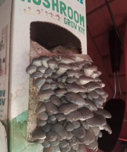Back to the Roots Organic Oyster Mushroom Grow Kit, Harvest Gourmet Mushrooms In 10 Days 1 Count (Pack of 1) 66 71u8BSrJjvL