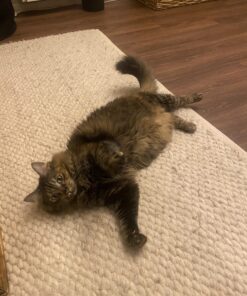 Hill's Science Diet Adult Chicken Recipe Dry Cat Food, 7 lbs., Bag 32 71uBD7MJefL