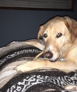 Top Dog Chews - 12 Inch Standard 12 Pack Bully Sticks, Long Lasting, 100% Natural Beef, Free Range Grass Fed, High Protein, Supports Dental Health Dog Treat for Medium & Large Dogs, 12 Pack 12 Count (Pack of 1) 37 71uBF8qpQNL