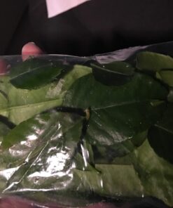 Fresh Kaffir Lime Leaves (Thai Lime Leaves) 1 Oz. ใบมะกรูด, 31 71uD aT2WjL