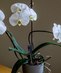 Espoma Organic 8 Ounce Concentrated Indoor! Plant Food - Indoor Plant Fertilizer for Large & Small Plants Like Pothos, Fiddle Leaf Fig, Monstera, Snake & Palms 35 71uM7myxBDL 4