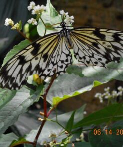 Nikon COOLPIX S3700 Digital Camera with 8x Optical Zoom and Built-In Wi-Fi (Silver) Silver Base 15 71uO YvdwyL