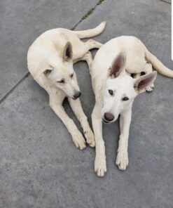 Farnam SWAT CLEAR Horse Fly Control for Horses, Ponies and Dogs, 7 ounce jar 43 71uO3ukNcKL