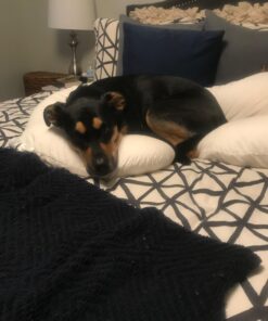 Leachco Snoogle Original Maternity/Pregnancy Total Body Pillow, Ivory 60 Inch 49 71uOpEcOL