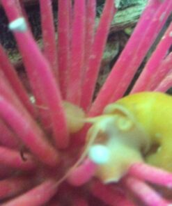 Golden Mystery Snail - 1/2"-2" - Algae Eater for Aquariums 39 71uPStYIxzL