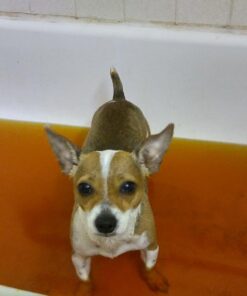 Dynarex Povidone Iodine Prep Solution USP, Effective Topical Antiseptic Liquid for Skin and Mucosa, Cleansing and Preparation, Brown, 1 - 16 Fluid Oz. Bottle Unflavored 16 Fl Oz (Pack of 1) 32 71uQN aHNaL