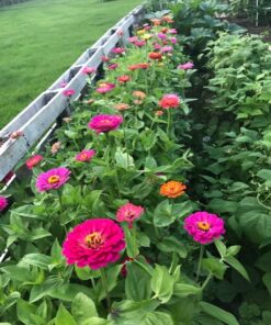 Zinnia - California Giant Mix - Bulk Pack 5,000 Seeds by Seeds2Go 30 71uRp1 zRqL