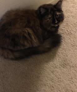 Comfort Zone Calming Diffuser Kit for Cat Calming Single Diffuser Kit Old Feliway Formula 42 71uSUDtnIlL