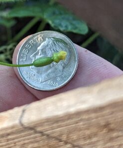 Seed Needs, Cucamelon Seeds - 65 Heirloom Seeds for Planting Melothria scobra - Mexican Sour Gherkin Non-GMO & Untreated, Boasts a Light Citrus Flavor, (2 Packs) 2 Packs (130 Seeds) 36 71uUuCmWltL