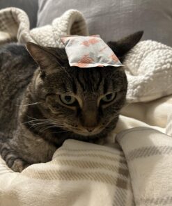 HotHands Hand Warmers - Long Lasting Safe Natural Odorless Air Activated Warmers - Up to 10 Hours of Heat - 40 Pair 29 71uXJ3CLX2L