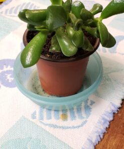 Hobbit Jade Plant - Crassula ovuta - Easy to Grow - 4.5" Pot 28 71uXL4f2K6L
