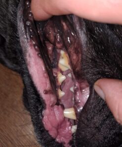 Virbac CET Enzymatic Toothpaste Eliminates Bad Breath by Removing Plaque and Tartar Buildup, Best Pet Dental Care Toothpaste -Beef Flavor, 2.5 Oz Tube (Color Varies) Beef 37 71uYyxWXDxL