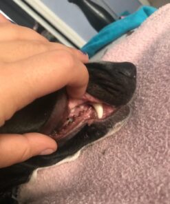 Healing Solutions 10ml Oils - Thuja Essential Oil - 0.33 Fluid Ounces 0.33 Fl Oz (Pack of 1) 33 71ucBt1t4rL