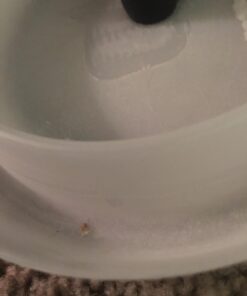 Climbup Insect Interceptor Bed Bug Trap, 4ct 25 71ud 7Pxn L