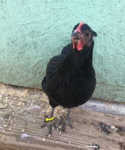 20 Chicken Charm Poultry Leg Bands - Includes Americas Favorite Super Hero's 29 71ud0cQzs1L