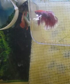 Kordon Rid Ich Plus #37656 - 16oz. 16 Ounce 18 71ufPa0O99L