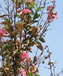 Treegator Original Slow Release Watering Bag for Trees, 1 Bag 31 71ugUMMTA8L