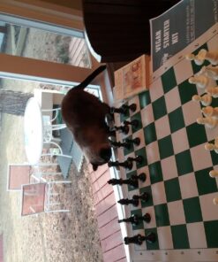 WE Games Best Value Tournament Chess Set - Staunton Chess Pieces and Green Roll-Up Vinyl Chess Board 1 35 71ujXl6H7JL