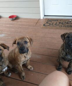 Hill's Science Diet Dry Dog Food, Puppy, Chicken Meal & Barley Recipe, 30 lb. Bag Puppy Dry 30 Pound (Pack of 1) 40 71ujxXnxPtL