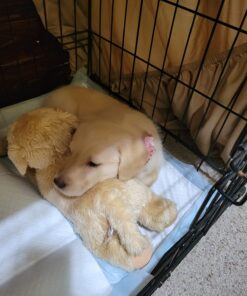 Aurora® Adorable Flopsie™ Goldie™ Stuffed Animal - Playful Ease - Timeless Companions - Brown 12 Inches Single 18 71upo dWmZL