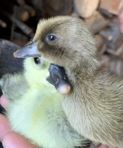 HovaBator 2370 Egg Incubator Deluxe Combo Kit, Electronic Thermostat, Circulating Air Fan, Automatic Egg Turner, Hygrometer for Humidity Measurement, Quail - Goose Hatching Eggs, Poultry 33 71uqqXaiLKL