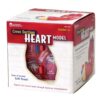 Learning Resources Cross-Section Human Heart Model, Large Foam Classroom Demonstration Model, 2Piece, Grades 2+, Ages 7+ Multi-color, 5 x 5 x 5 inches 48 71ut 6lIxoL