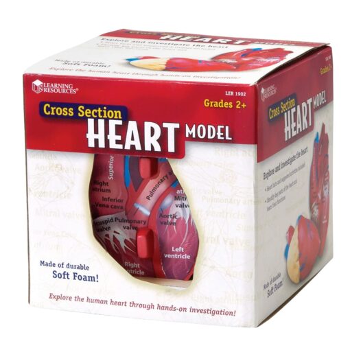 Learning Resources Cross-Section Human Heart Model, Large Foam Classroom Demonstration Model, 2Piece, Grades 2+, Ages 7+ Multi-color, 5 x 5 x 5 inches