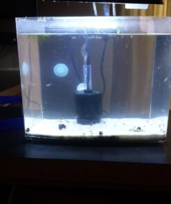 Fritz Aquatics FritzZyme 7 Live Nitrifying Bacteria Naturally Removes Amonia & Nitrite for Freshwater Fish (32-Ounce) 32 oz 25 71uu9Qmt QL