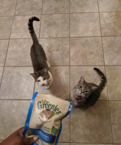 FELINE GREENIES Natural Dental Care Cat Treats Tempting Tuna Flavor, 2.1 oz. Pouch 2.1 Ounce (Pack of 1) 30 71uuDh0icuL