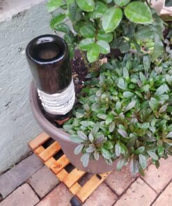 REMIAWY Plant Watering Devices 6 Pack Terracotta Vacation Plant Waterer Wine Bottle Watering Stakes Slow Release Plant Watering Spikes Perfect Self Watering Devices for Indoor Outdoor Plants 30 71uwCV6BaML