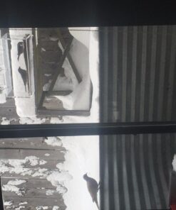 Tranquil Outdoors Large Acrylic Window Bird Feeder: Strong Removable Suction Cup Mounted Outdoor Bird House Feeder, Clear Birdfeeders for Large & Small Birds. Best See Thru Feeder for Bird Watching 58 71uxFEh1hAL