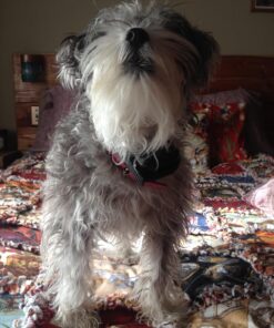 PetSafe Elite Little Dog Spray Bark Collar for Small Dogs from 8 lbs to 55 lbs - Smallest Collar Option - Citronella Spray - No Barking Control Device - PBC00-11283 adjustable 26 71uy6IN1TLL