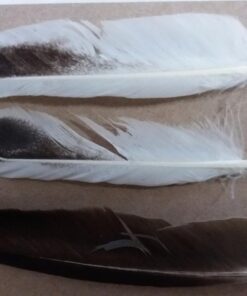 Touch of Nature 22-Piece Duck Wing Quills for Arts and Crafts, 8-Inch, Natural/Grey 1 12 71uzG9DAWwL