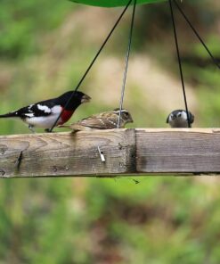 Wagner's 62012 Southern Regional Blend Wild Bird Food, 20-Pound Bag 39 71uzYW2kjlL