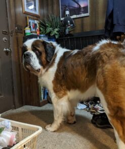 Evercare Pet Bundle Giant Pet Roller REFILLS - 6 Pack, Dark Green 19 71uzcv8QaL