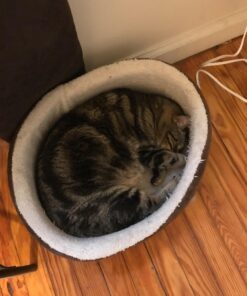 K&H Pet Products Heated Pet Bed Warmer Waterproof Pet Heating Pad for Cat Beds and Dog Beds, Tan Small 40 71uzlVOOThL