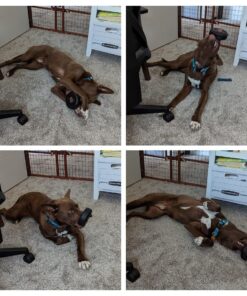 KONG Tires - Durable Dog Chew Toy - Durable Rubber Dog Toy & Treat Dispenser for Power Chewers - Tough Chew Toy for Fetch - Rubber Tire Chew Toy - Medium/Large Dogs Standard Packaging 37 71v LNmHvPL