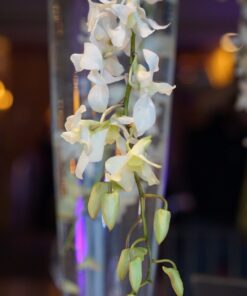 Sony 55mm F1.8 Sonnar T FE ZA Full Frame Prime Lens - Fixed Base 49 71v0oVU2w L